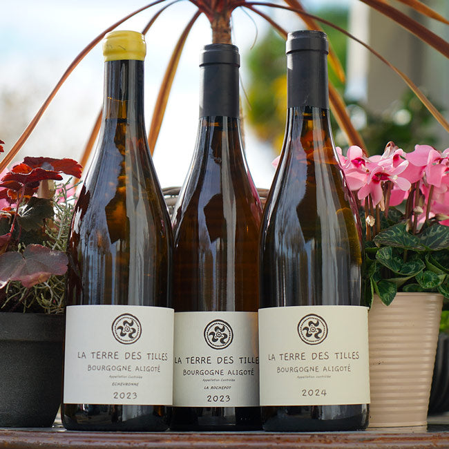Aligoté la Rochepot 2023 - La Terre des Tilles