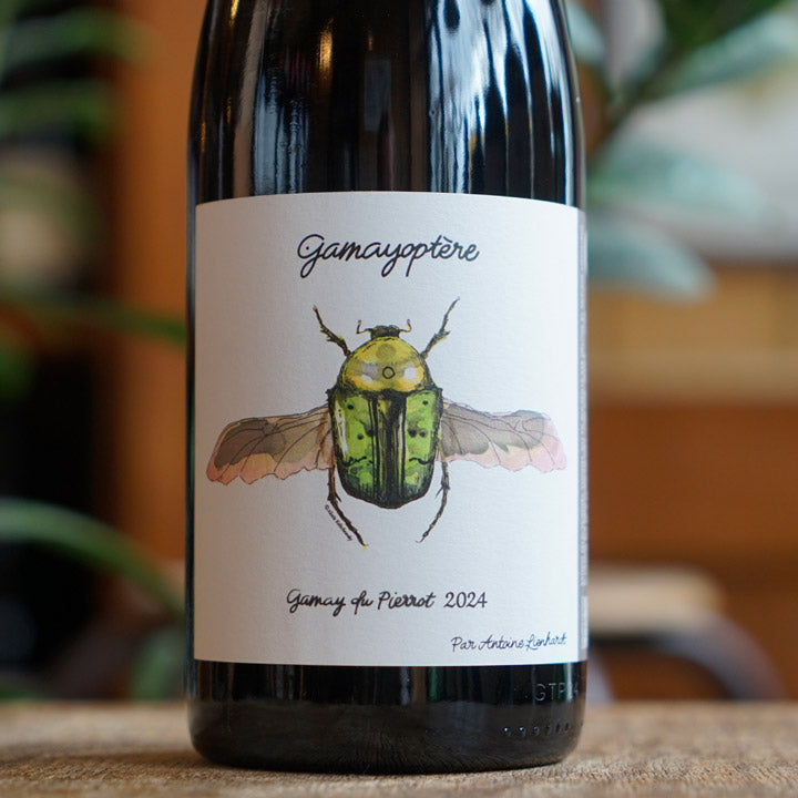 Côteaux Bourguignons Rouge "Gamayoptère" 2024 - Antoine Lienhardt