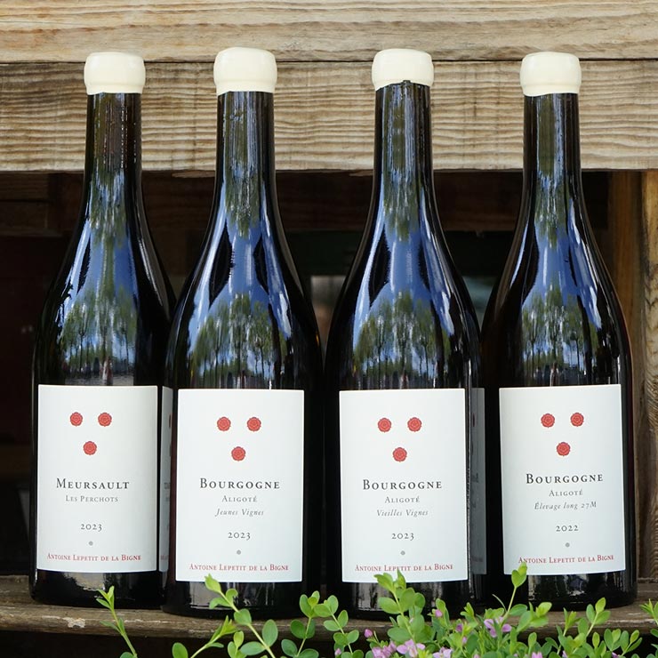 Bourgogne Aligoté "Jeune Vignes" 2023 - Antoine Lepetit de la Bigne