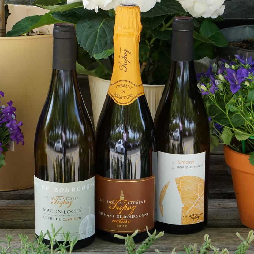 Bourgogne Aligoté "Limone" 2023 - Domaine Tripoz