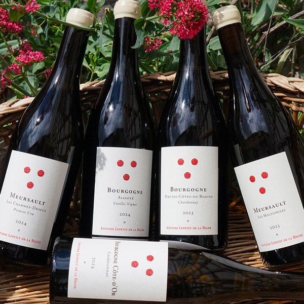 Bourgogne Aligoté "Vieilles Vignes" 2024 - Antoine Lepetit de la Bigne