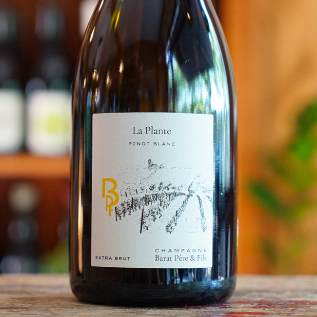 La Plante - Champagne Barrat